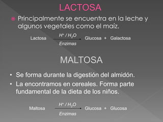   Principalmente se encuentra en la leche y
    algunos vegetales como el maíz.
                  H+ / H2O
        Lactosa              Glucosa + Galactosa
                  Enzimas


                  MALTOSA
• Se forma durante la digestión del almidón.
• La encontramos en cereales. Forma parte
  fundamental de la dieta de los niños.
                  H+ / H2O
       Maltosa               Glucosa + Glucosa
                  Enzimas
 