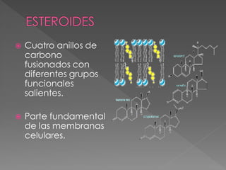    Cuatro anillos de
    carbono
    fusionados con
    diferentes grupos
    funcionales
    salientes.

   Parte fundamental
    de las membranas
    celulares.
 