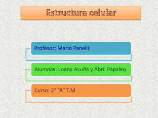 Profesor: Mario Panelli

Alumnas: Loana Acuña y Abril Papaleo

Curso: 2° “A” T.M

 