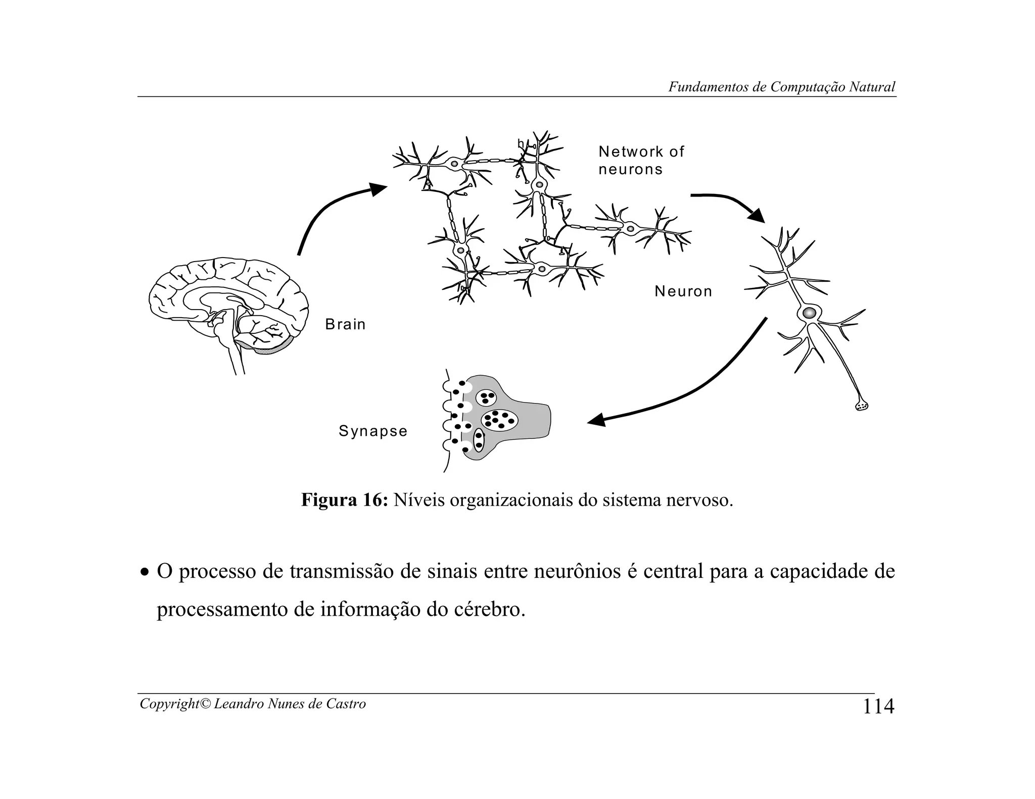 Fundamentos de Computação Natural


                                                  h
                                                            N e tw o rk o f
                                                            n e u ro n s




                                                                     N e u ro n

                           B ra in




                             S yn a p se



                        Figura 16: Níveis organizacionais do sistema nervoso.


• O processo de transmissão de sinais entre neurônios é central para a capacidade de
  processamento de informação do cérebro.



Copyright© Leandro Nunes de Castro                                                                  114
 