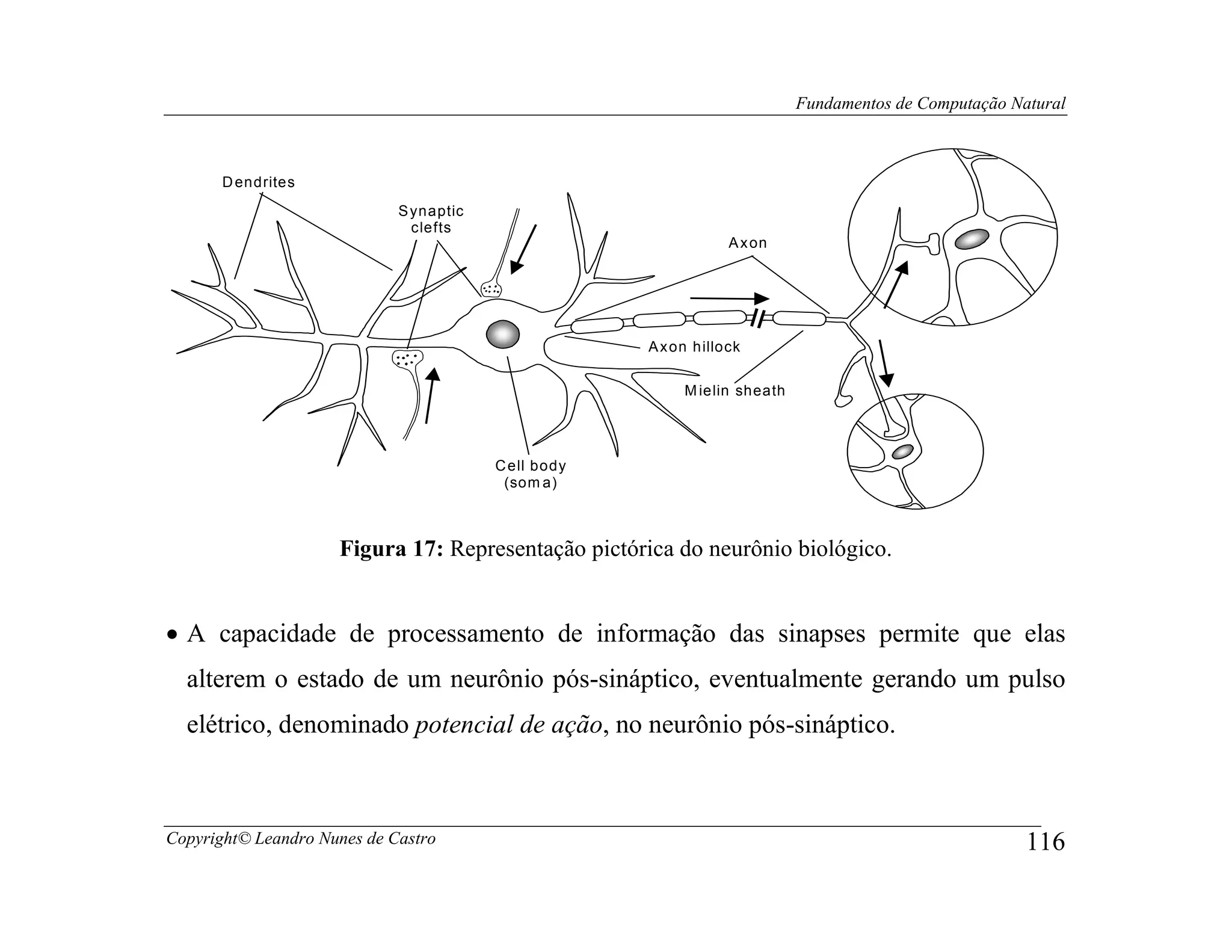 Fundamentos de Computação Natural



       D endrites
                             S ynaptic
                               clefts
                                                                  A x on




                                                      A x on hillock

                                                           M ielin sheath




                                         C ell body
                                          (som a)



                     Figura 17: Representação pictórica do neurônio biológico.


• A capacidade de processamento de informação das sinapses permite que elas
  alterem o estado de um neurônio pós-sináptico, eventualmente gerando um pulso
  elétrico, denominado potencial de ação, no neurônio pós-sináptico.



Copyright© Leandro Nunes de Castro                                                                      116
 
