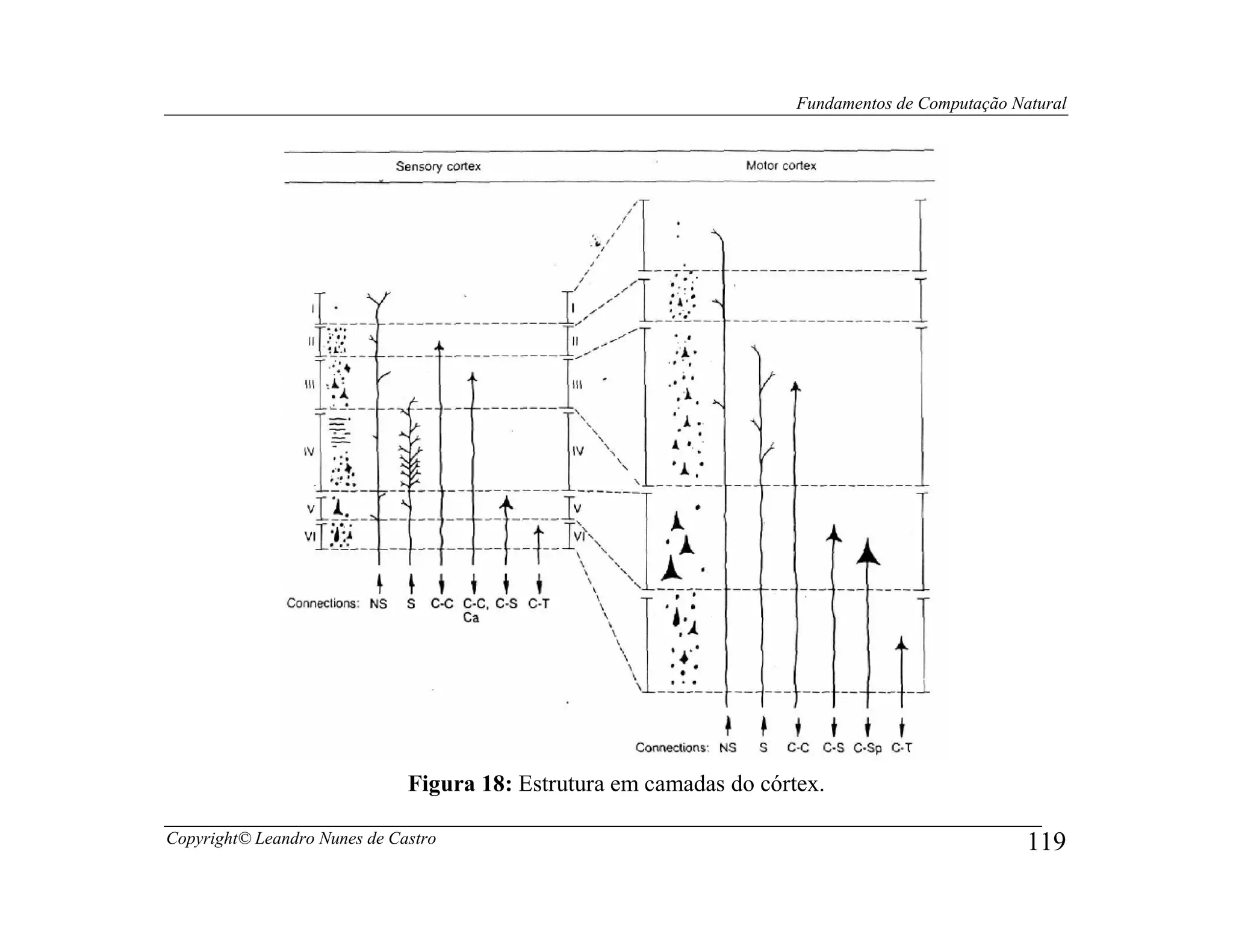 Fundamentos de Computação Natural




                              Figura 18: Estrutura em camadas do córtex.

Copyright© Leandro Nunes de Castro                                                               119
 