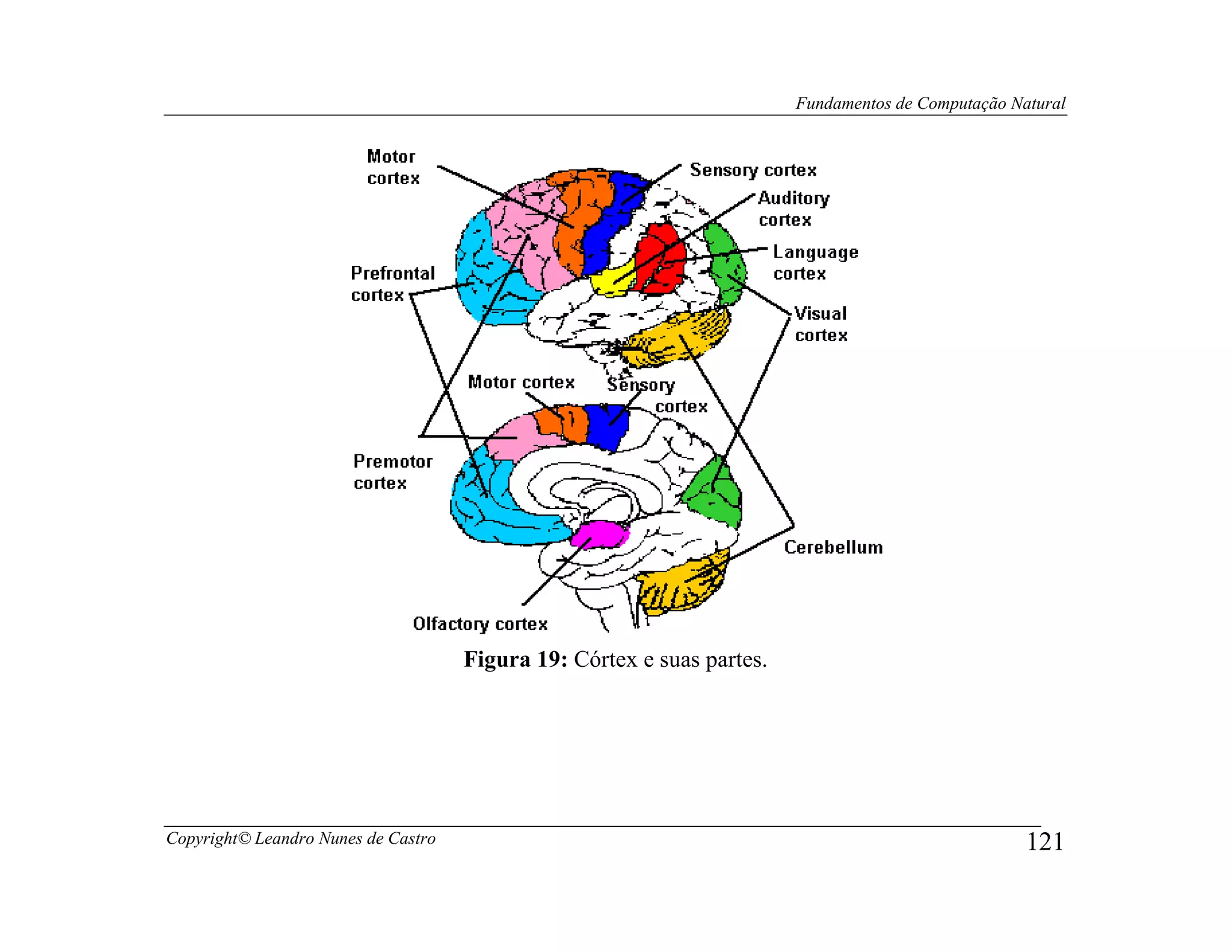 Fundamentos de Computação Natural




                                     Figura 19: Córtex e suas partes.




Copyright© Leandro Nunes de Castro                                                                  121
 