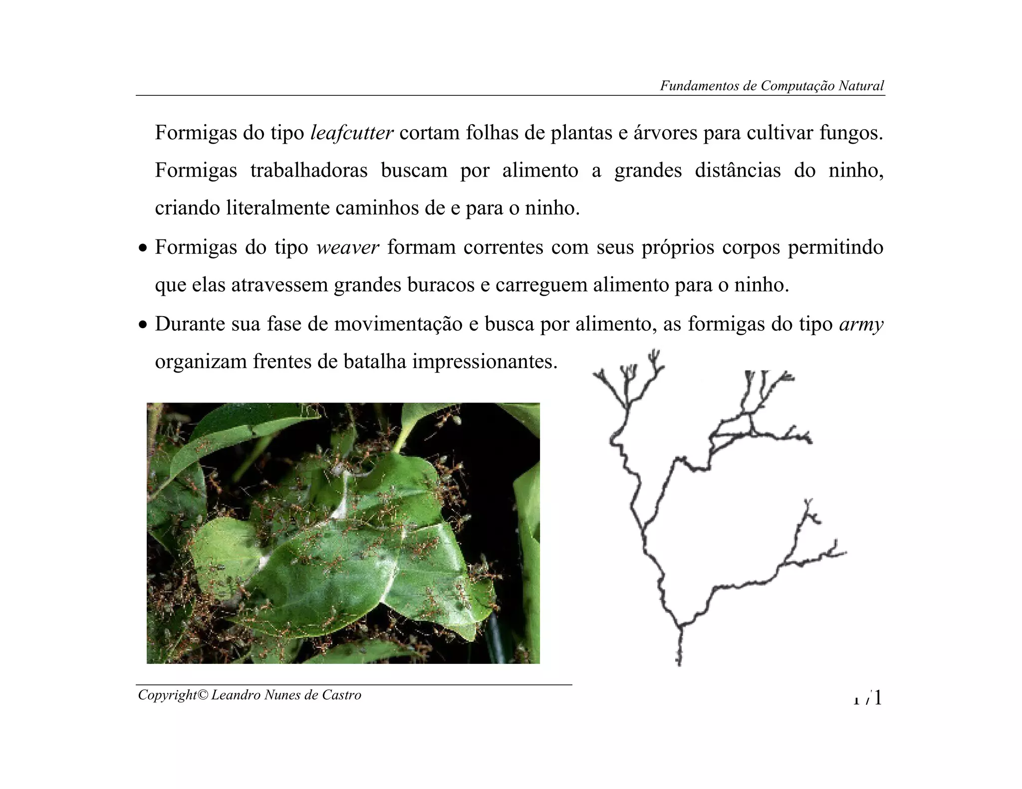 Fundamentos de Computação Natural


  Formigas do tipo leafcutter cortam folhas de plantas e árvores para cultivar fungos.
  Formigas trabalhadoras buscam por alimento a grandes distâncias do ninho,
  criando literalmente caminhos de e para o ninho.
• Formigas do tipo weaver formam correntes com seus próprios corpos permitindo
  que elas atravessem grandes buracos e carreguem alimento para o ninho.
• Durante sua fase de movimentação e busca por alimento, as formigas do tipo army
  organizam frentes de batalha impressionantes.




Copyright© Leandro Nunes de Castro                                                      171
 