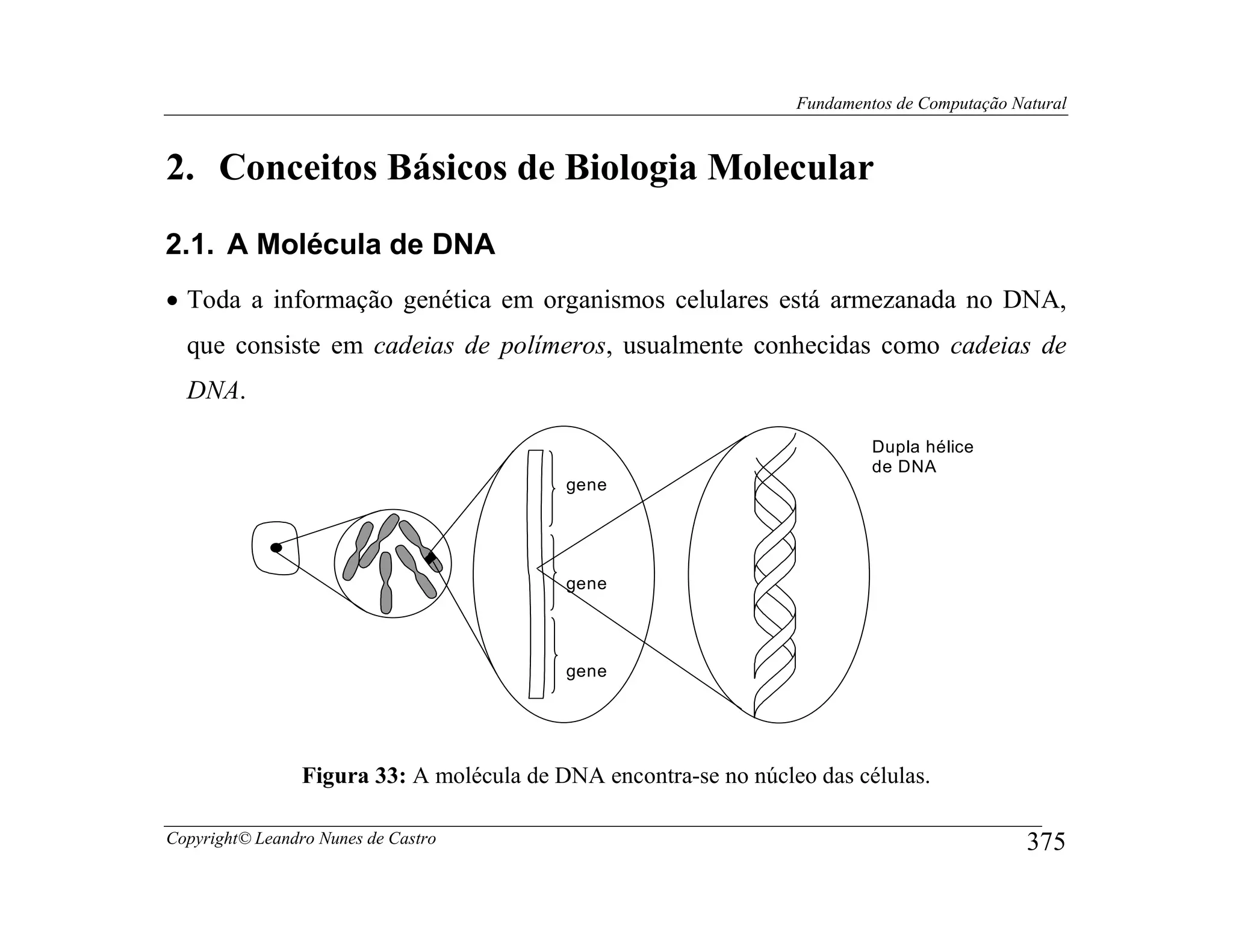 Fundamentos de Computação Natural



2. Conceitos Básicos de Biologia Molecular
2.1. A Molécula de DNA
• Toda a informação genética em organismos celulares está armezanada no DNA,
  que consiste em cadeias de polímeros, usualmente conhecidas como cadeias de
  DNA.

                                                                           Dupla hélice
                                                                           de DNA
                                           gene




                                           gene




                                           gene




                 Figura 33: A molécula de DNA encontra-se no núcleo das células.

Copyright© Leandro Nunes de Castro                                                            375
 