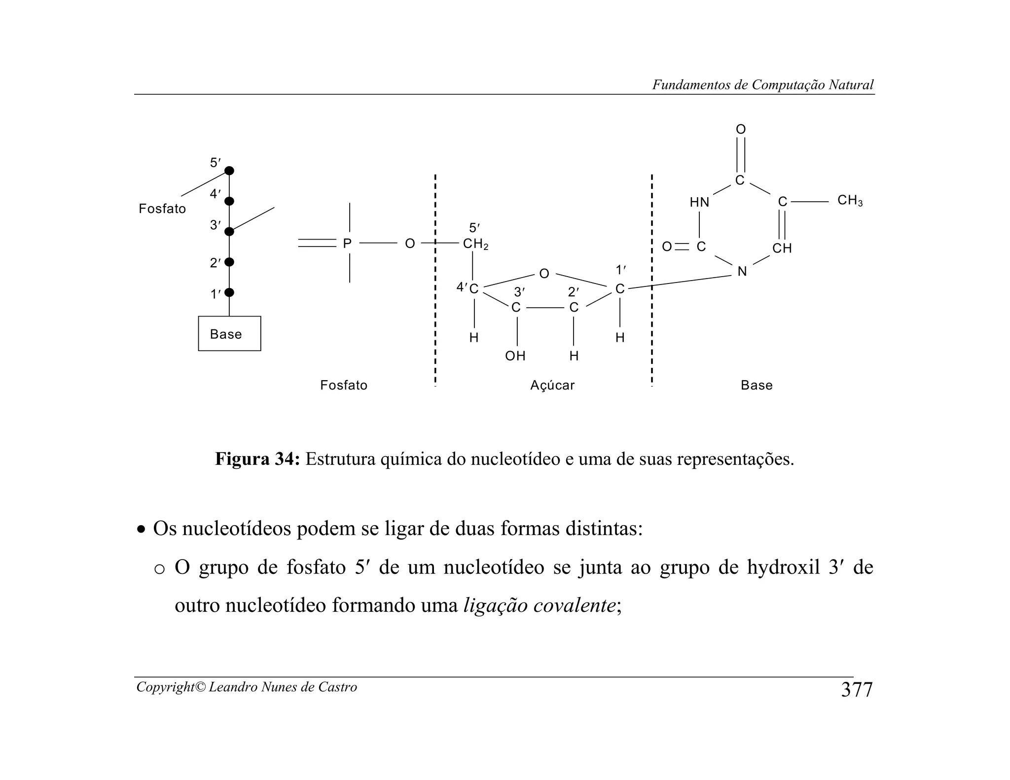 Fundamentos de Computação Natural


                                                                                  O

           5′
                                                                                  C
           4′                                                                                    CH 3
                                                                           HN             C
Fosfato
           3′                               5′
                               P      O    CH 2                        O    C          CH
           2′
                                                        O        1′               N
                                          4′ C    3′        2′   C
           1′
                                                  C         C

           Base                             H                    H
                                                  OH        H

                            Fosfato                    Açúcar                      Base




            Figura 34: Estrutura química do nucleotídeo e uma de suas representações.


• Os nucleotídeos podem se ligar de duas formas distintas:
  o O grupo de fosfato 5′ de um nucleotídeo se junta ao grupo de hydroxil 3′ de
     outro nucleotídeo formando uma ligação covalente;


Copyright© Leandro Nunes de Castro                                                                377
 