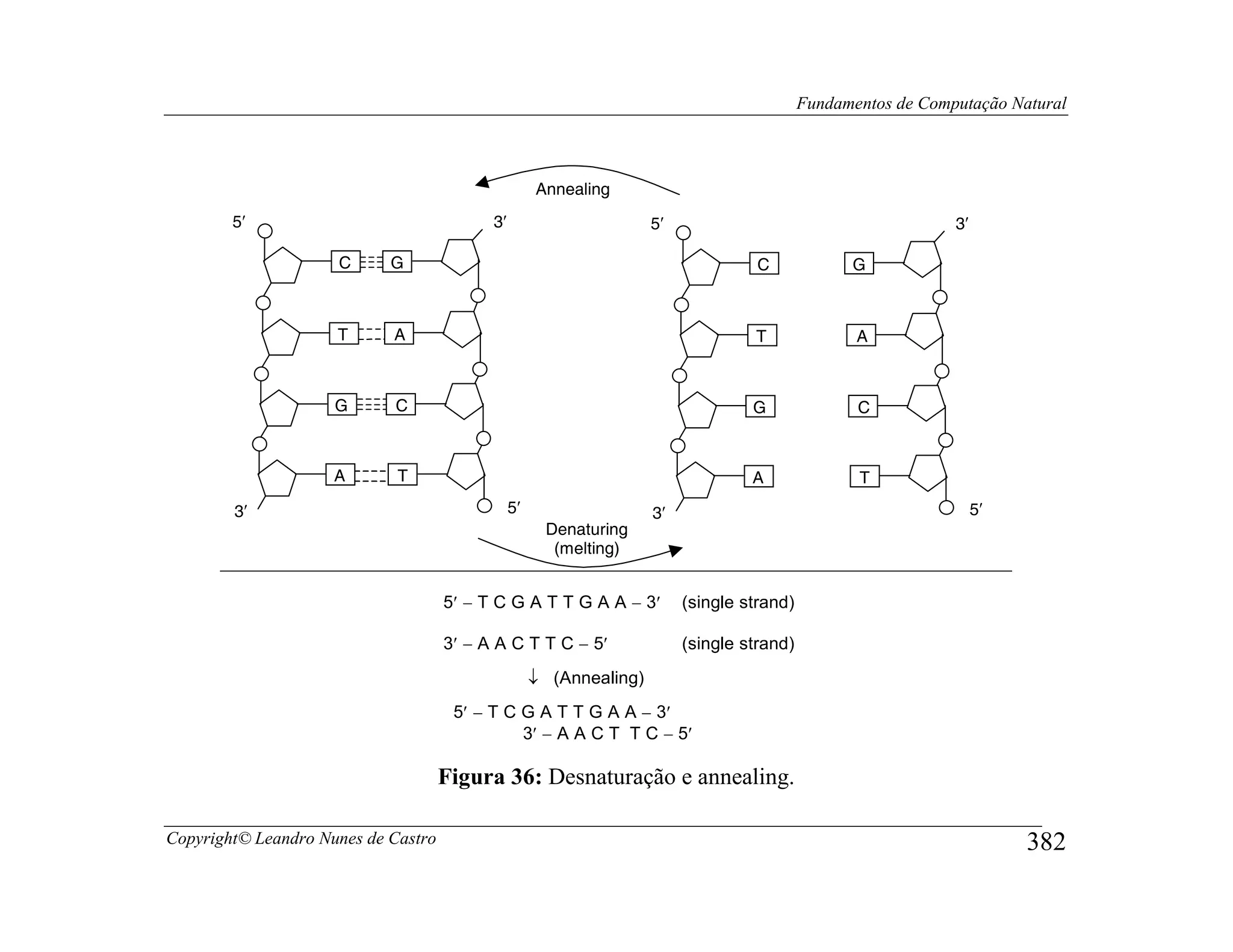 Fundamentos de Computação Natural



                                                     Annealing
        5′                                 3′                        5′                                        3′

                     C      G                                                       C             G



                     T      A                                                      T               A



                     G      C                                                      G               C



                     A       T                                                     A               T

        3′                                      5′                   3′                                             5′
                                                      Denaturing
                                                       (melting)


                                     5′ − T C G A T T G A A − 3′          (single strand)

                                     3′ − A A C T T C − 5′                (single strand)
                                                     ↓ (Annealing)
                                      5′ − T C G A T T G A A − 3′
                                               3′ − A A C T T C − 5′

                                     Figura 36: Desnaturação e annealing.

Copyright© Leandro Nunes de Castro                                                                                       382
 