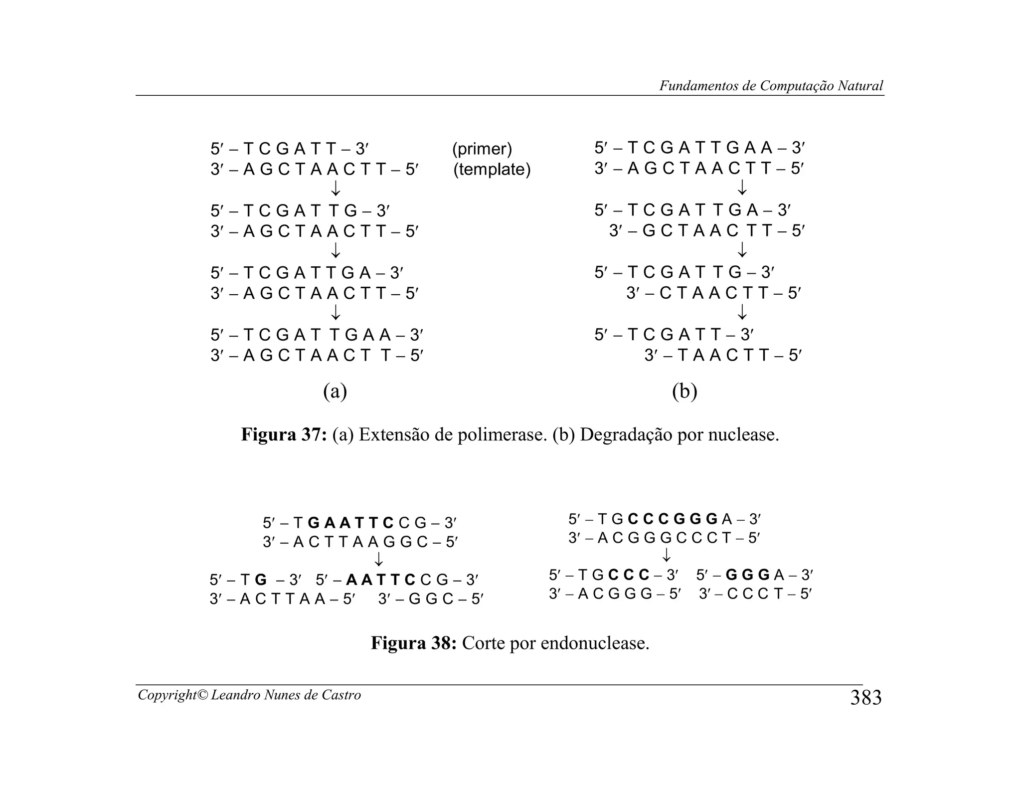Fundamentos de Computação Natural



           5′ − T C G A T T − 3′              (primer)           5′ − T C G A T T G A A − 3′
           3′ − A G C T A A C T T − 5′        (template)         3′ − A G C T A A C T T − 5′
                          ↓                                                          ↓
           5′ − T C G A T T G − 3′                               5′ − T C G A T T G A − 3′
           3′ − A G C T A A C T T − 5′                             3′ − G C T A A C T T − 5′
                          ↓                                                          ↓
           5′ − T C G A T T G A − 3′                             5′ − T C G A T T G − 3′
           3′ − A G C T A A C T T − 5′                                3′ − C T A A C T T − 5′
                          ↓                                                          ↓
           5′ − T C G A T T G A A − 3′                           5′ − T C G A T T − 3′
           3′ − A G C T A A C T T − 5′                                   3′ − T A A C T T − 5′

                            (a)                                             (b)
               Figura 37: (a) Extensão de polimerase. (b) Degradação por nuclease.



                  5′ − T G A A T T C C G − 3′                 5′ − T G C C C G G G A − 3′
                  3′ − A C T T A A G G C − 5′                 3′ − A C G G G C C C T − 5′
                                  ↓                                        ↓
          5′ − T G − 3′ 5′ − A A T T C C G − 3′            5′ − T G C C C − 3′ 5′ − G G G A − 3′
          3′ − A C T T A A − 5′ 3′ − G G C − 5′            3′ − A C G G G − 5′ 3′ − C C C T − 5′


                                     Figura 38: Corte por endonuclease.

Copyright© Leandro Nunes de Castro                                                                    383
 