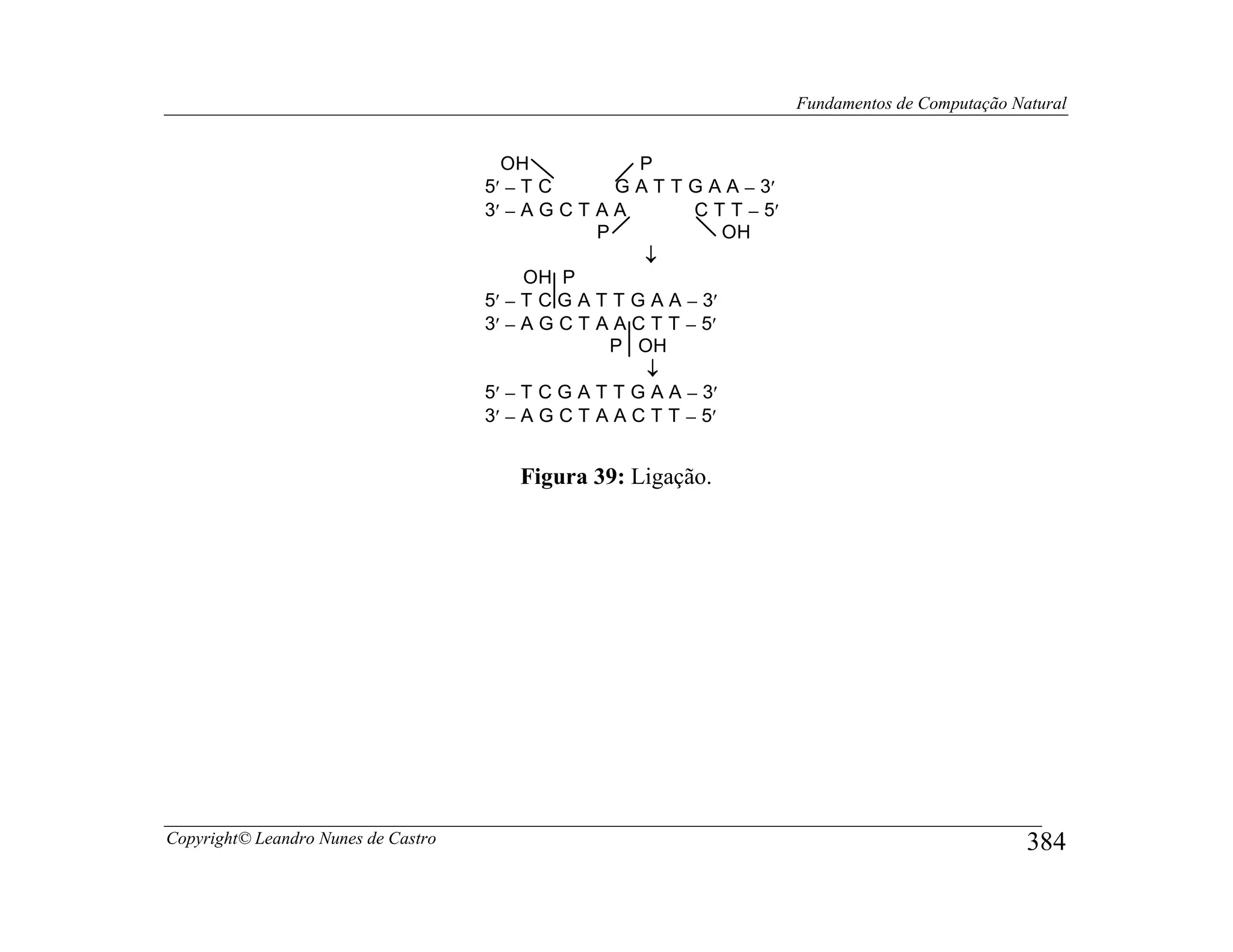 Fundamentos de Computação Natural


                                       OH              P
                                     5′ − T C       G A T T G A A − 3′
                                     3′ − A G C T A A        C T T − 5′
                                                  P              OH
                                                       ↓
                                          OH P
                                     5′ − T C G A T T G A A − 3′
                                     3′ − A G C T A A C T T − 5′
                                                    P OH
                                                        ↓
                                     5′ − T C G A T T G A A − 3′
                                     3′ − A G C T A A C T T − 5′


                                         Figura 39: Ligação.




Copyright© Leandro Nunes de Castro                                                                    384
 