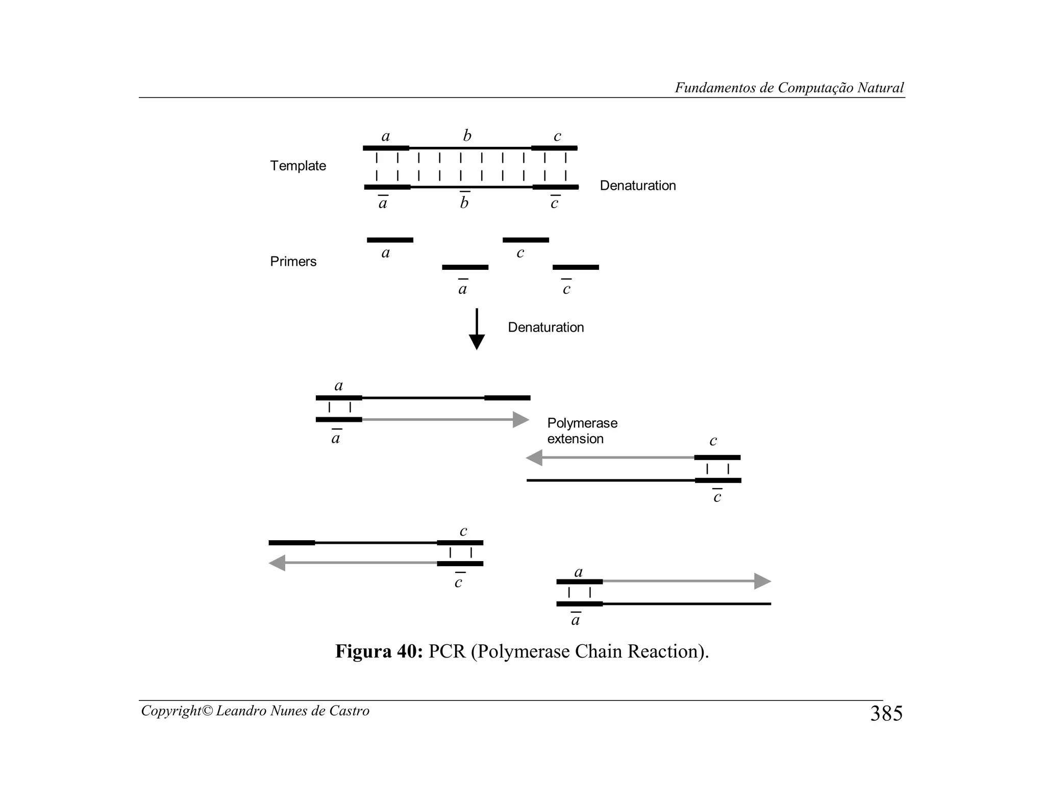 Fundamentos de Computação Natural


                                     a         b          c
                   Template
                                                                      Denaturation
                                     a      b            c


                   Primers
                                     a              c

                                            a                 c

                                                   Denaturation



                              a

                                                         Polymerase
                              a                          extension                   c


                                                                                      c
                                            c

                                                                  a
                                           c

                                                                  a
                              Figura 40: PCR (Polymerase Chain Reaction).

Copyright© Leandro Nunes de Castro                                                                           385
 