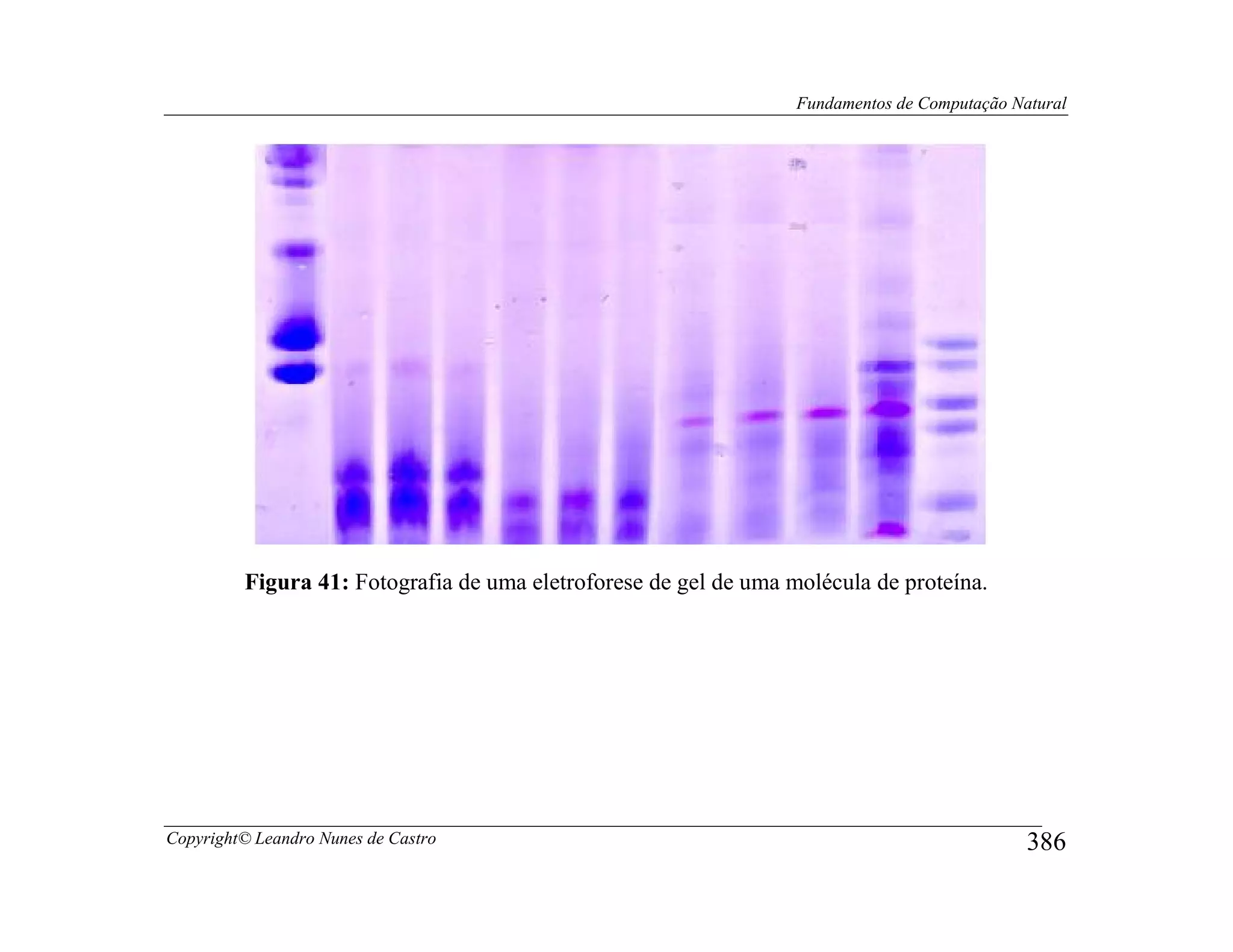 Fundamentos de Computação Natural




         Figura 41: Fotografia de uma eletroforese de gel de uma molécula de proteína.




Copyright© Leandro Nunes de Castro                                                            386
 