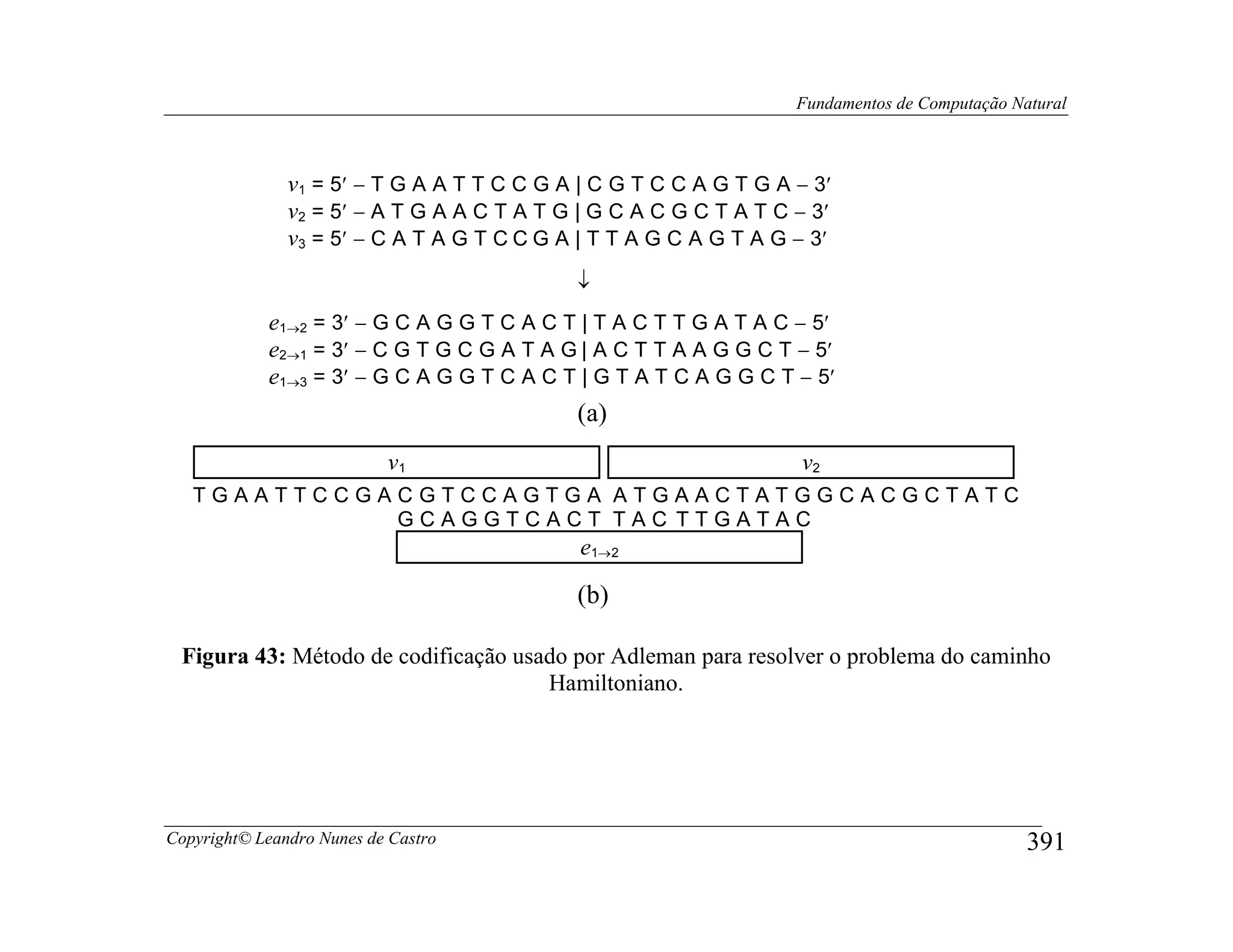 Fundamentos de Computação Natural



               v1 = 5′ − T G A A T T C C G A | C G T C C A G T G A − 3′
               v2 = 5′ − A T G A A C T A T G | G C A C G C T A T C − 3′
               v3 = 5′ − C A T A G T C C G A | T T A G C A G T A G − 3′
                                            ↓
            e1→2 = 3′ − G C A G G T C A C T | T A C T T G A T A C − 5′
            e2→1 = 3′ − C G T G C G A T A G | A C T T A A G G C T − 5′
            e1→3 = 3′ − G C A G G T C A C T | G T A T C A G G C T − 5′
                                            (a)
                           v1                                      v2
   TGAATTCCGACGTCCAGTGA ATGAACTATGGCACGCTATC
             GCAGGTCACT TAC TTGATAC
                                             e1→2

                                            (b)

 Figura 43: Método de codificação usado por Adleman para resolver o problema do caminho
                                     Hamiltoniano.




Copyright© Leandro Nunes de Castro                                                             391
 