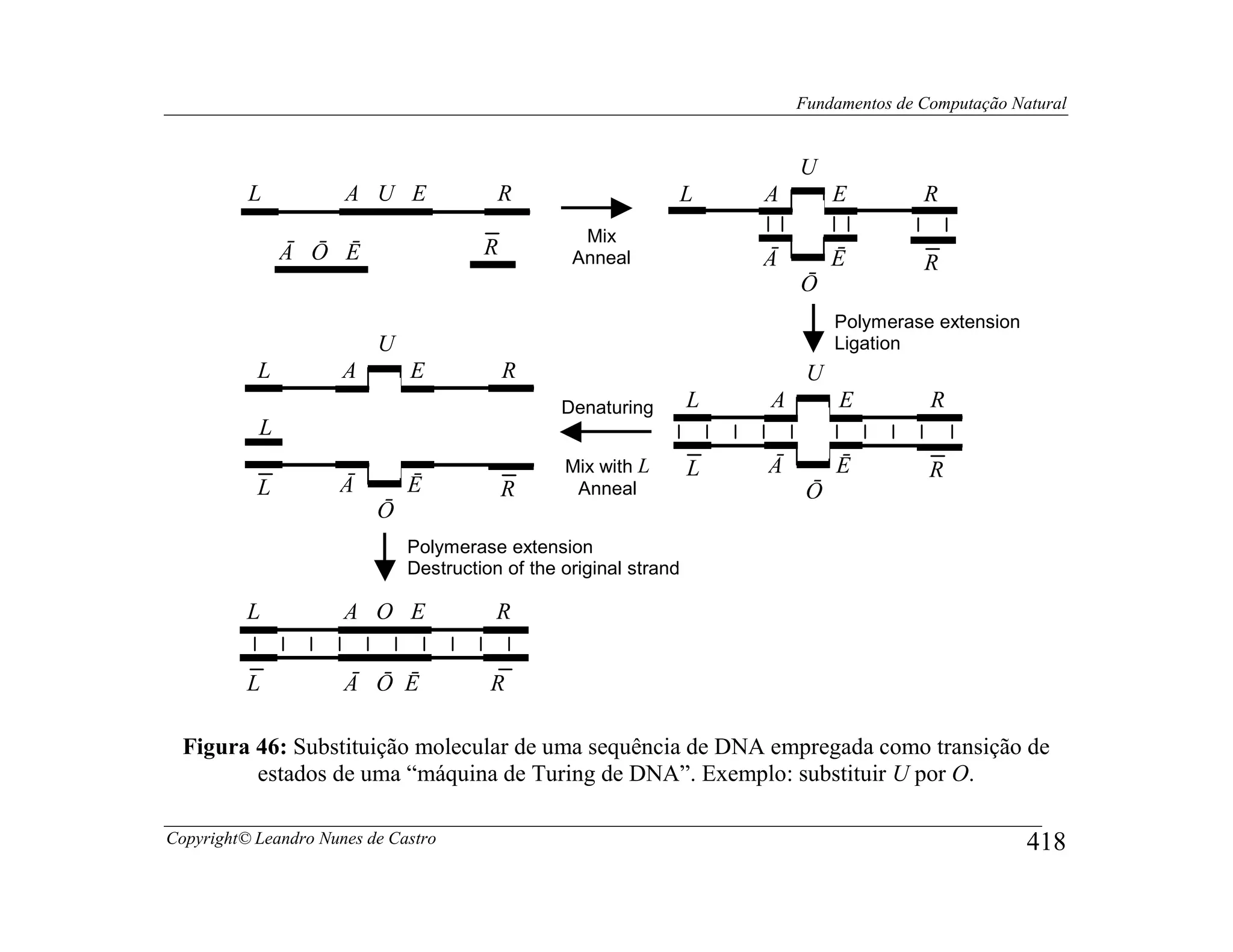 Fundamentos de Computação Natural


                                                                           U
          L           A U E              R                         L   A        E         R
                                                   Mix
               Ā Ō Ē                   R          Anneal               Ā        Ē         R
                                                                           Ō
                                                                                Polymerase extension
                          U                                                     Ligation
           L          A       E            R                                U
                                                 Denaturing        L   A        E          R
           L
                                                 Mix with L        L   Ā        Ē          R
           L         Ā        Ē            R      Anneal                    Ō
                          Ō
                              Polymerase extension
                              Destruction of the original strand

          L           A O E              R


          L           Ā Ō Ē             R

  Figura 46: Substituição molecular de uma sequência de DNA empregada como transição de
         estados de uma “máquina de Turing de DNA”. Exemplo: substituir U por O.

Copyright© Leandro Nunes de Castro                                                                     418
 