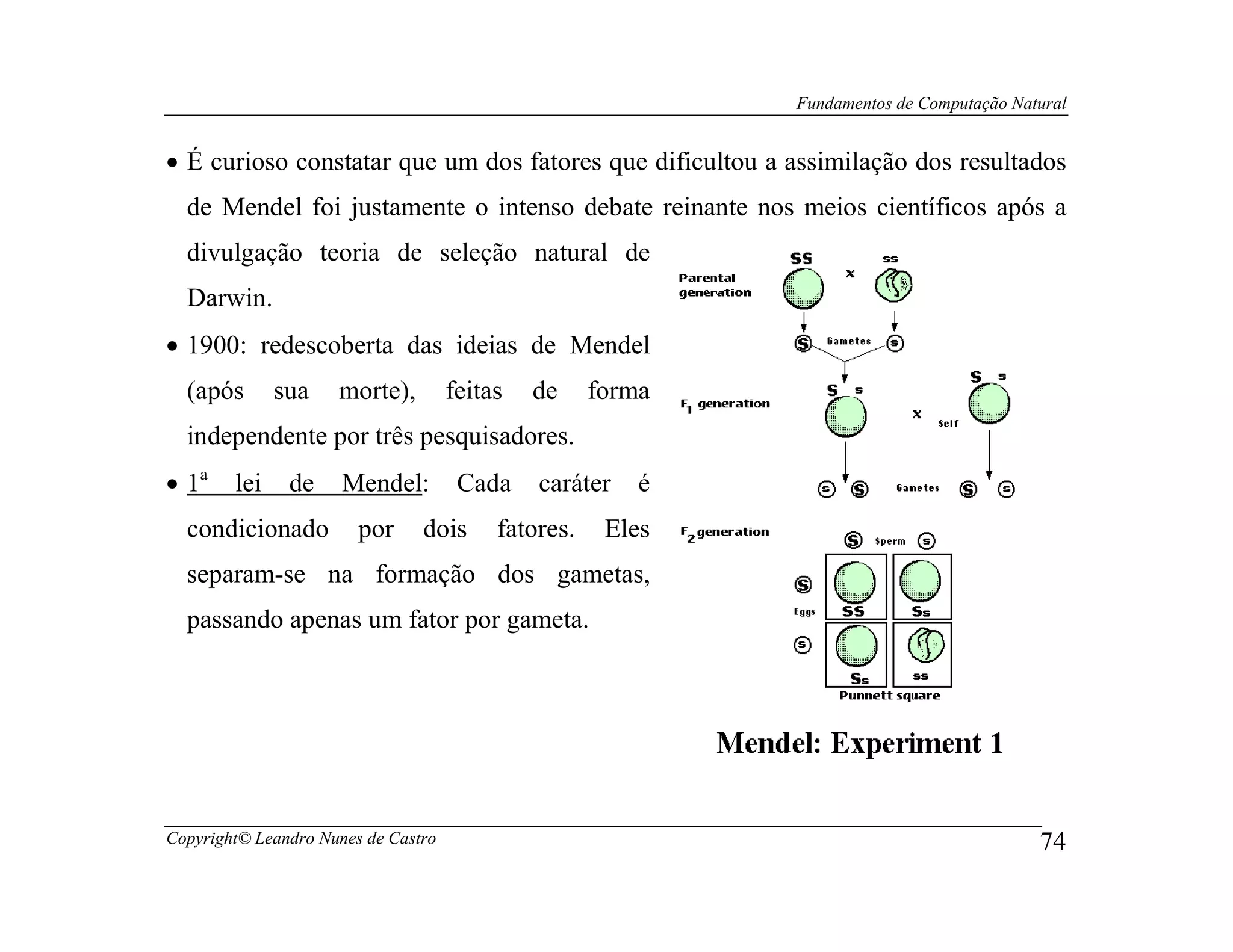 Fundamentos de Computação Natural


• É curioso constatar que um dos fatores que dificultou a assimilação dos resultados
  de Mendel foi justamente o intenso debate reinante nos meios científicos após a
  divulgação teoria de seleção natural de
  Darwin.
• 1900: redescoberta das ideias de Mendel
  (após       sua    morte),         feitas   de     forma
  independente por três pesquisadores.
• 1a    lei    de     Mendel:         Cada    caráter    é
  condicionado          por     dois      fatores.    Eles
  separam-se na formação dos gametas,
  passando apenas um fator por gameta.




Copyright© Leandro Nunes de Castro                                                        74
 