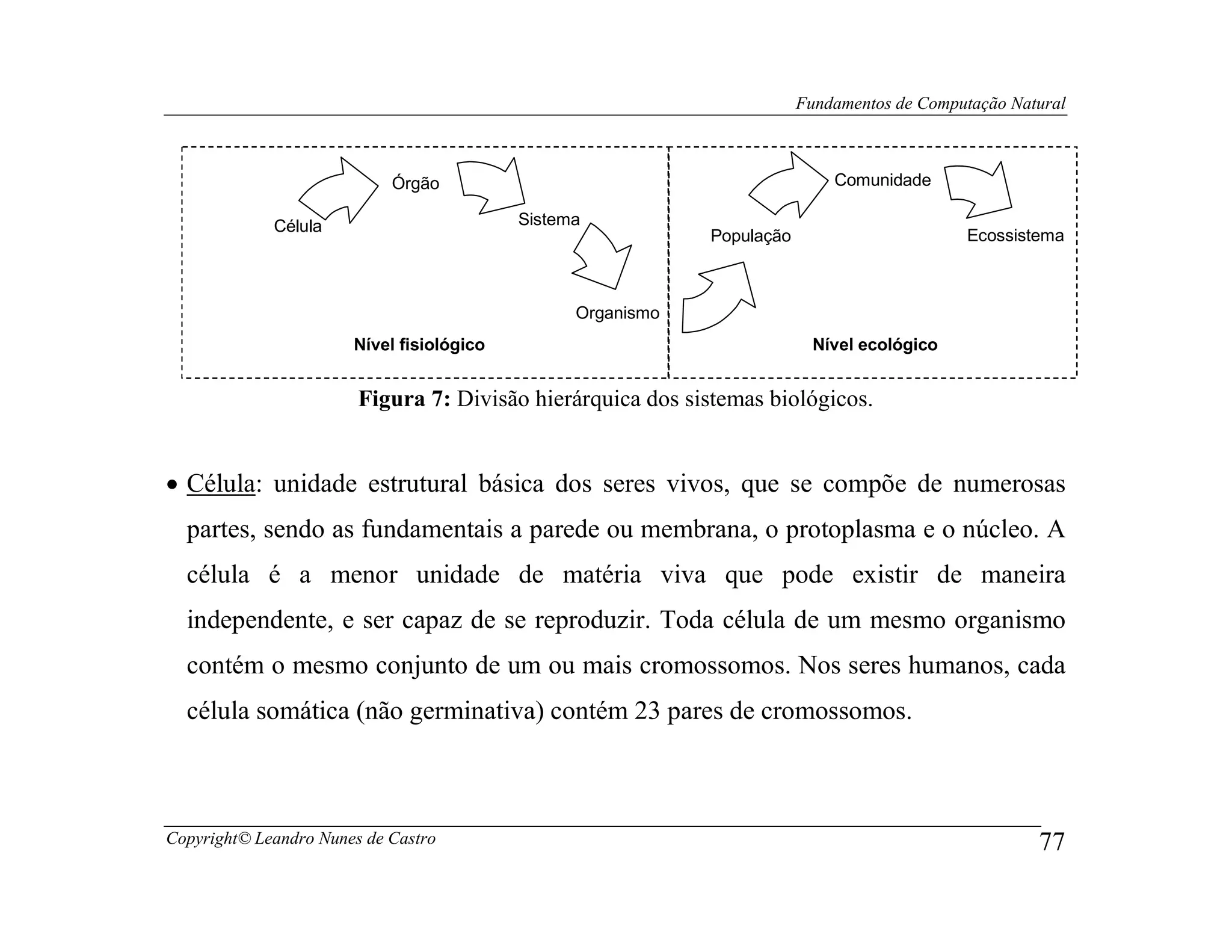 Fundamentos de Computação Natural



                            Órgão                                            Comunidade

             Célula                        Sistema
                                                             População                       Ecossistema



                                                 Organismo
                       Nível fisiológico                                   Nível ecológico


                        Figura 7: Divisão hierárquica dos sistemas biológicos.


• Célula: unidade estrutural básica dos seres vivos, que se compõe de numerosas
  partes, sendo as fundamentais a parede ou membrana, o protoplasma e o núcleo. A
  célula é a menor unidade de matéria viva que pode existir de maneira
  independente, e ser capaz de se reproduzir. Toda célula de um mesmo organismo
  contém o mesmo conjunto de um ou mais cromossomos. Nos seres humanos, cada
  célula somática (não germinativa) contém 23 pares de cromossomos.



Copyright© Leandro Nunes de Castro                                                                    77
 