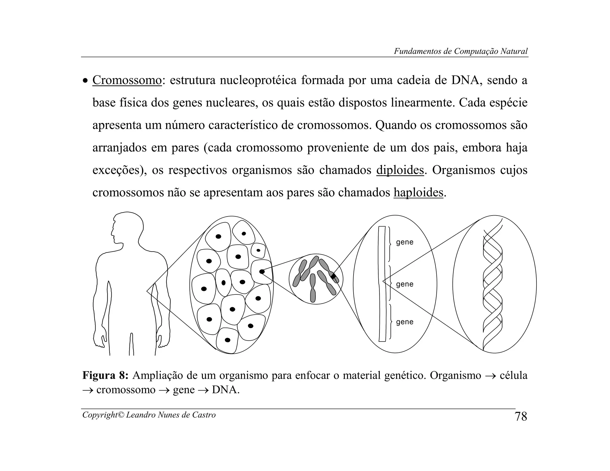 Fundamentos de Computação Natural


• Cromossomo: estrutura nucleoprotéica formada por uma cadeia de DNA, sendo a
  base física dos genes nucleares, os quais estão dispostos linearmente. Cada espécie
  apresenta um número característico de cromossomos. Quando os cromossomos são
  arranjados em pares (cada cromossomo proveniente de um dos pais, embora haja
  exceções), os respectivos organismos são chamados diploides. Organismos cujos
  cromossomos não se apresentam aos pares são chamados haploides.


                                                              gene




                                                              gene




                                                              gene




Figura 8: Ampliação de um organismo para enfocar o material genético. Organismo → célula
→ cromossomo → gene → DNA.

Copyright© Leandro Nunes de Castro                                                        78
 