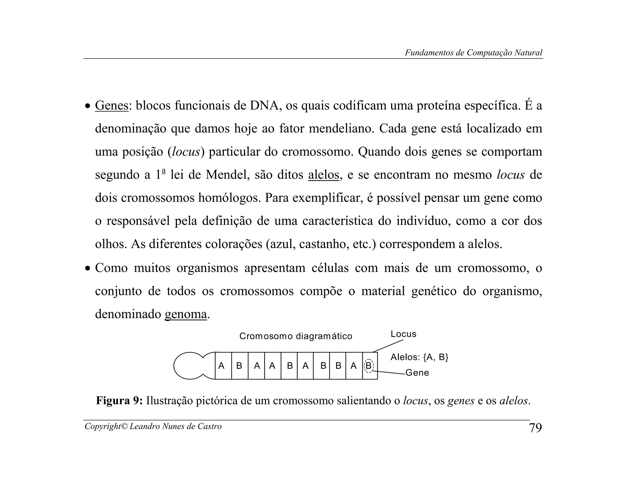 Fundamentos de Computação Natural




• Genes: blocos funcionais de DNA, os quais codificam uma proteína específica. É a
  denominação que damos hoje ao fator mendeliano. Cada gene está localizado em
  uma posição (locus) particular do cromossomo. Quando dois genes se comportam
  segundo a 1a lei de Mendel, são ditos alelos, e se encontram no mesmo locus de
  dois cromossomos homólogos. Para exemplificar, é possível pensar um gene como
  o responsável pela definição de uma característica do indivíduo, como a cor dos
  olhos. As diferentes colorações (azul, castanho, etc.) correspondem a alelos.
• Como muitos organismos apresentam células com mais de um cromossomo, o
  conjunto de todos os cromossomos compõe o material genético do organismo,
  denominado genoma.
                                     Crom osomo diagram ático    Locus

                                                                 Alelos: {A, B}
                                 A   B   A A   B   A   B B A B
                                                                    Gene


  Figura 9: Ilustração pictórica de um cromossomo salientando o locus, os genes e os alelos.

Copyright© Leandro Nunes de Castro                                                               79
 