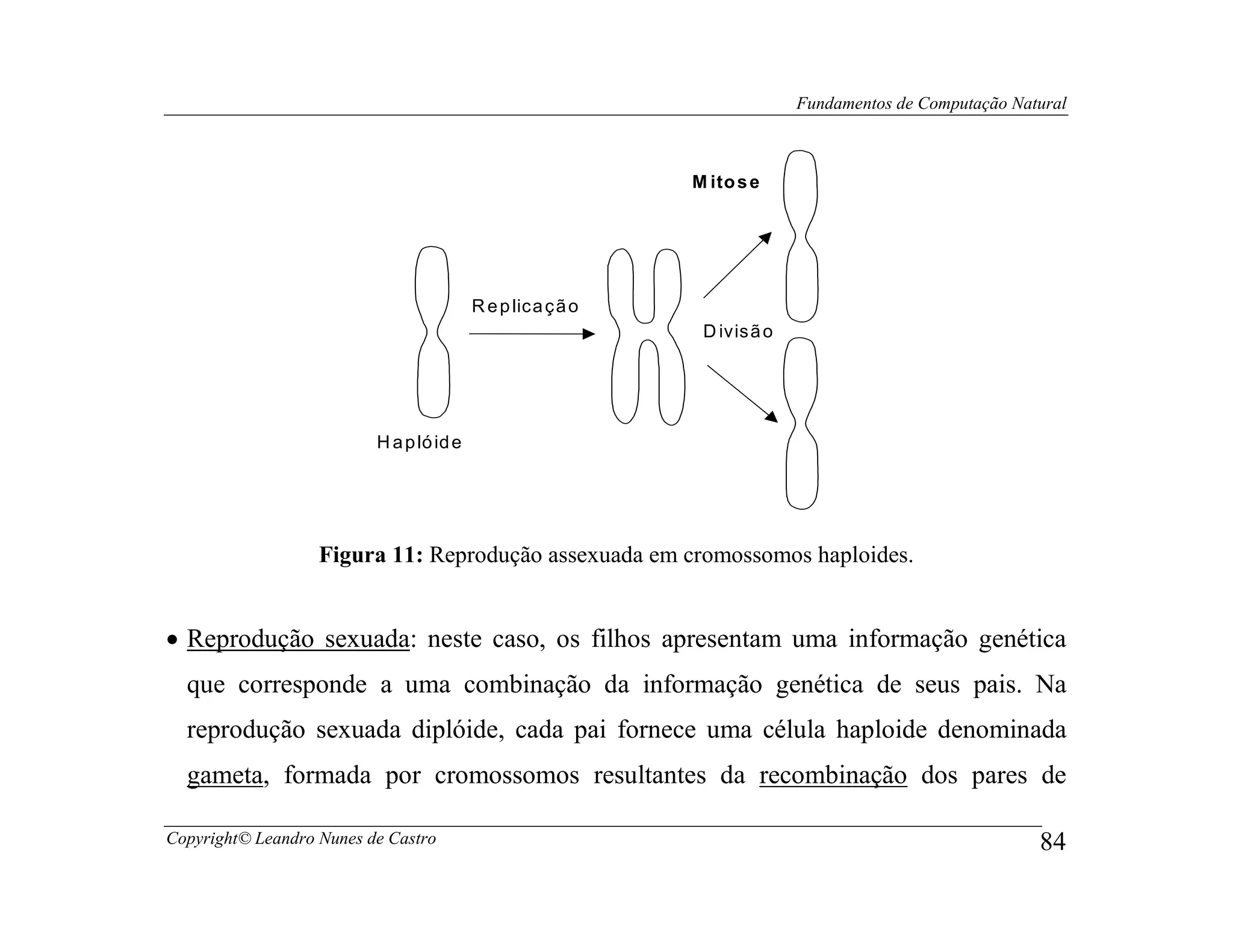 Fundamentos de Computação Natural



                                                             M ito s e




                                          R e p lica ç ã o
                                                              D ivis ã o




                          H a p ló id e




                   Figura 11: Reprodução assexuada em cromossomos haploides.


• Reprodução sexuada: neste caso, os filhos apresentam uma informação genética
  que corresponde a uma combinação da informação genética de seus pais. Na
  reprodução sexuada diplóide, cada pai fornece uma célula haploide denominada
  gameta, formada por cromossomos resultantes da recombinação dos pares de

Copyright© Leandro Nunes de Castro                                                                      84
 