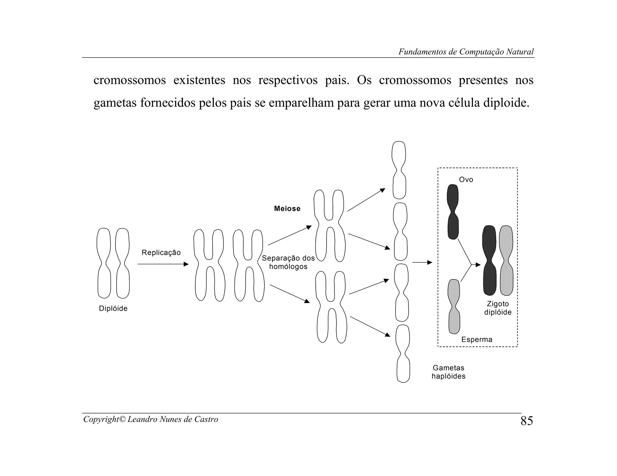 Fundamentos de Computação Natural


  cromossomos existentes nos respectivos pais. Os cromossomos presentes nos
  gametas fornecidos pelos pais se emparelham para gerar uma nova célula diploide.




                                                                        Ovo


                                       Meiose




              Replicação
                                     Separação dos
                                      homólogos




                                                                               Zigoto
   Diplóide
                                                                              diplóide


                                                                        Esperma


                                                                 Gametas
                                                                 haplóides




Copyright© Leandro Nunes de Castro                                                       85
 