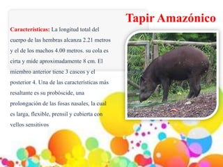 Tapir Amazónico
Características: La longitud total del
cuerpo de las hembras alcanza 2.21 metros
y el de los machos 4.00 m...