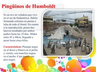 Pingüinos de Humboldt
Es un ave no voladora que vive
en el sur de Sudamérica. Habita
formando colonias en puntas e
islas d...