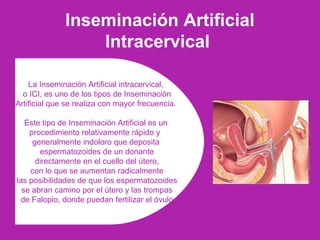 La Inseminación Artificial intracervical,
o ICI, es uno de los tipos de Inseminación
Artificial que se realiza con mayor frecuencia.
Este tipo de Inseminación Artificial es un
procedimiento relativamente rápido y
generalmente indoloro que deposita
espermatozoides de un donante
directamente en el cuello del útero,
con lo que se aumentan radicalmente
las posibilidades de que los espermatozoides
se abran camino por el útero y las trompas
de Falopio, donde puedan fertilizar el óvulo
Inseminación Artificial
Intracervical
 