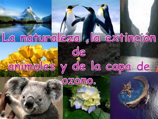 La naturaleza ,la extinción de  animales y de la capa de ozono. 