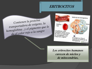 ERITROCITOS




 Los eritrocitos humanos
   carecen de núcleo y
    de mitocondrias,
 