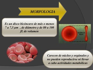 MORFOLOGIA


Es un disco bicóncavo de más o menos
7 a 7,5 μm , de diámetro y de 80 a 100
            fL de volumen




                                Carecen de núcleo y orgánulos y
                                no pueden reproducirse ni llevar
                                 a cabo actividades metabólicas
 