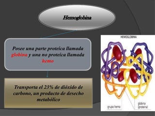 Posee una parte proteica llamada
globina y una no proteica llamada
              hemo




Transporta el 23% de dióxido de
carbono, un producto de desecho
          metabólico
 
