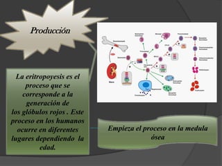 Producción




  La eritropoyesis es el
     proceso que se
    corresponde a la
     generación de
los glóbulos rojos . Este
proceso en los humanos
  ocurre en diferentes      Empieza el proceso en la medula
lugares dependiendo la                   ósea
          edad.
 