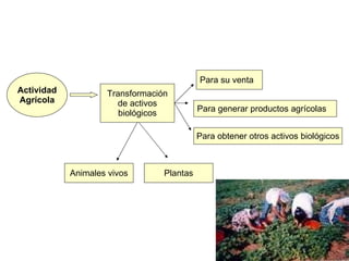 Actividad Agrícola Transformación de activos biológicos Animales vivos Plantas Para su venta Para generar productos agrícolas Para obtener otros activos biológicos 