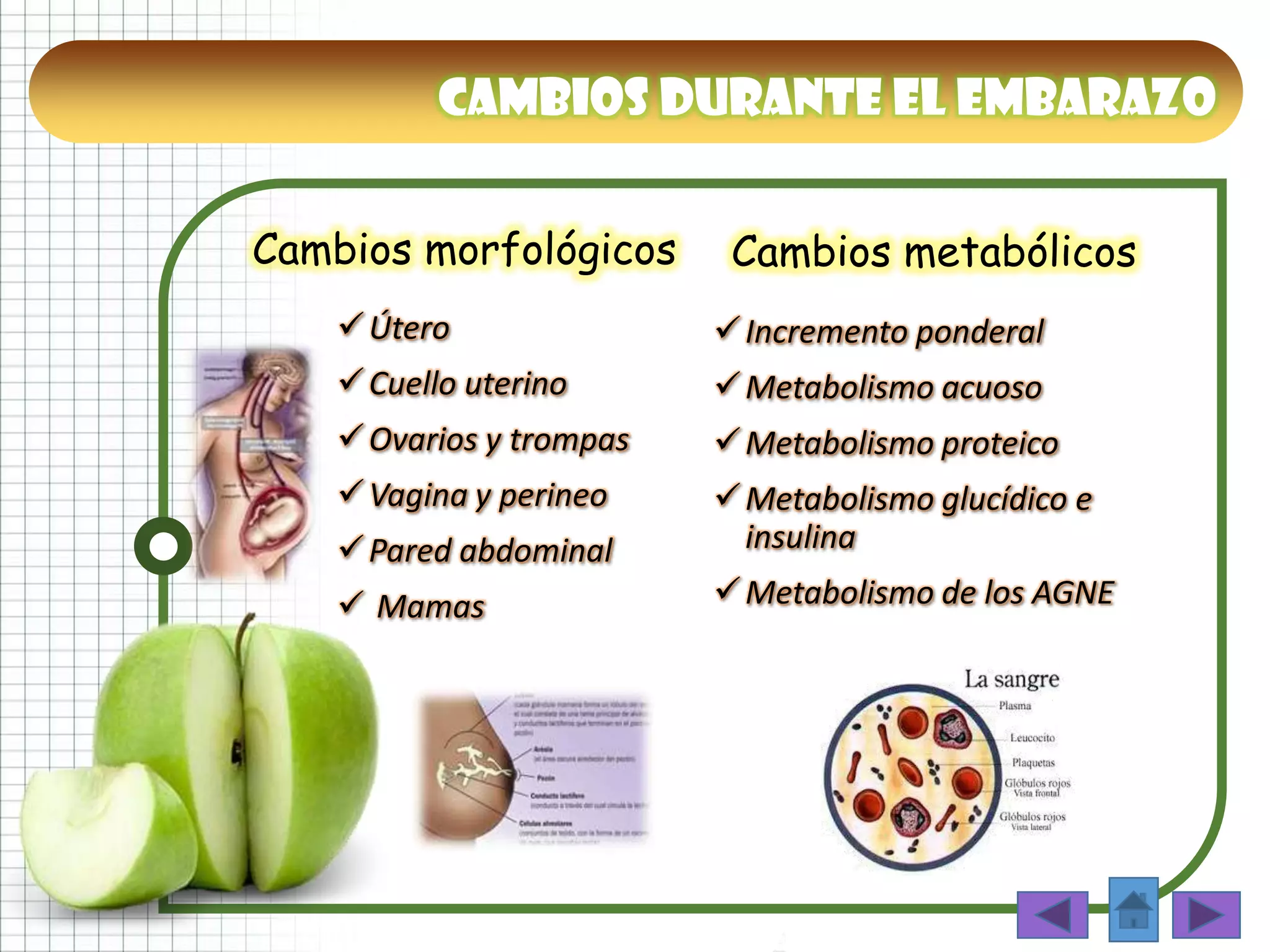 Cambios morfológicos
Útero
Cuello uterino
Ovarios y trompas
Vagina y perineo
Pared abdominal
 Mamas
Cambios metabólicos
Incremento ponderal
Metabolismo acuoso
Metabolismo proteico
Metabolismo glucídico e
insulina
Metabolismo de los AGNE
Cambios durante el embarazo
 