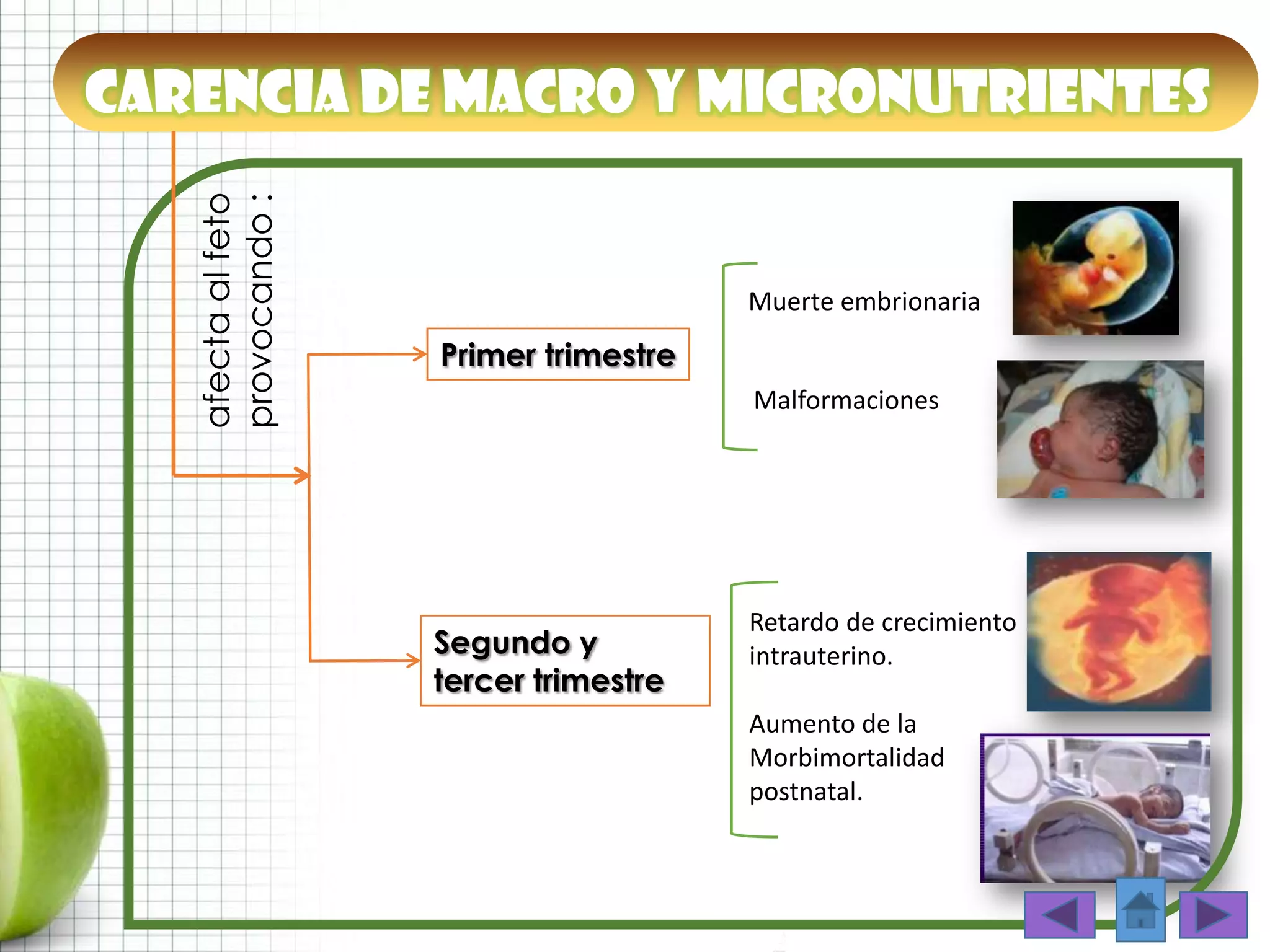 Carencia de macro y micronutrientes
afectaalfeto
provocando:
Primer trimestre
Segundo y
tercer trimestre
Malformaciones
Muerte embrionaria
Retardo de crecimiento
intrauterino.
Aumento de la
Morbimortalidad
postnatal.
 