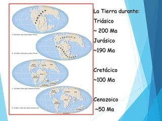 La Tierra durante:La Tierra durante:
TriásicoTriásico
~ 200 Ma~ 200 Ma
JurásicoJurásico
~190 Ma~190 Ma
CretácicoCretácico
~100 Ma~100 Ma
CenozoicoCenozoico
~50 Ma~50 Ma
 