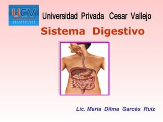 Sistema  Digestivo Lic. Maria  Dilma  Garcés  Ruiz 