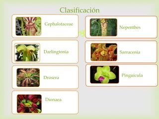 Clasificación 
 
Cephalotaceae 
Darlingtonia 
Drosera 
Dionaea 
Nepenthes 
• 
• Sarracenia 
• 
Pinguicula 
 