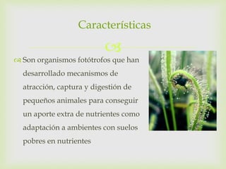 Características 
 
 Son organismos fotótrofos que han 
desarrollado mecanismos de 
atracción, captura y digestión de 
pequeños animales para conseguir 
un aporte extra de nutrientes como 
adaptación a ambientes con suelos 
pobres en nutrientes 
 