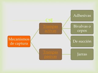  
Mecanismos 
de captura 
Trampas 
activas 
Adhesivas 
Bivalvas o 
cepos 
De succión 
Trampas 
pasivas 
Jarras 
 