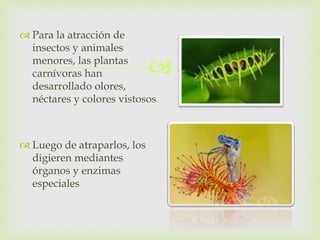  
 Para la atracción de 
insectos y animales 
menores, las plantas 
carnívoras han 
desarrollado olores, 
néctares y colores vistosos. 
 Luego de atraparlos, los 
digieren mediantes 
órganos y enzimas 
especiales 
