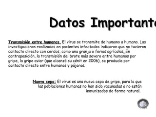 Transmisión entre humanos.  El virus se transmite de humano a humano. Las investigaciones realizadas en pacientes infectados indicaron que no tuvieron contacto directo con cerdos, como una granja o ferias agrícolas .  En contraposición, la transmisión del brote más severo entre humanos por gripe, la gripe aviar (que alcanzó su cénit en 2006), se producía por contacto directo entre humanos y pájaros.  Nueva cepa:  El virus es una nueva cepa de gripe, para la que las poblaciones humanas no han sido vacunadas o no están inmunizados de forma natural.  Datos Importantes 