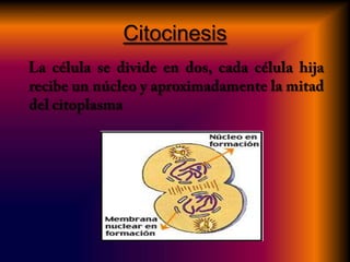 Citocinesis