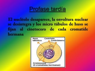 Profase tardía
