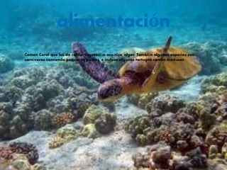 alimentación
Comen Coral que les da calcio, vegetación acuática, algas. También algunas especies son
carnívoras comiendo pequeños pulpos, e incluso algunas tortugas comen medusas.
 