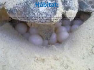 Hábitat:
• Algunas subespecies viven en casi todos los océanos y se caracterizan por hacer grande
migraciones, mientras que hay otras, que mas bien se limitan a un territorio, como la Tortuga
Plana que se encuentra únicamente en la parte norte de Australia.
 