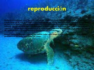 reproducción
Maduran sexualmente entre los 6 y los 8 años. Los machos se posan sobre las hembras y se produce la
cópula, luego de la cual, la tortuga hembra expulsa por un orificio, que sirve además para la incrementación,
los huevos en la playa. Previo a esto pasan dos o tres semanas desarrollándose dentro de la hembra,
mientras ella encuentra el lugar adecuado para el desove (puesta de huevos). Este lugar tienen que ser sin
vegetación y a una distancia prudencial en la costa, porque olas muy grandes podrían arrastrar los huevos.
Allí hacen un hueco de 50 centímetros y ponen ente 50 y 100 huevos.
Cuando nacen las tortugas, esperan que nazcan todas, para luego ir todas juntas al mar, y esto sucede
generalmente de noche para evitar ser vistas.
 