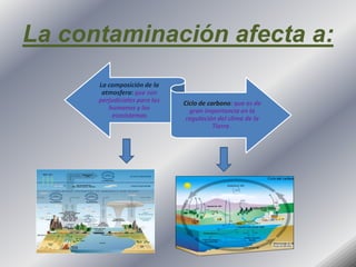 La contaminación afecta a: 