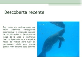 Descoberta recente Por meio de rastreamento por rádio, cientistas conseguiram acompanhar a migração sazonal de dez peixes-boi no Amazonas ao longo de 12 anos e mostraram que, na época de seca, a espécie muda de habitat para fugir de predadores, ainda que precise passar fome durante esse período.  