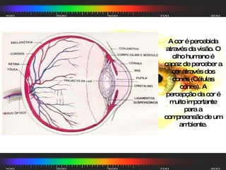 A cor é percebida através da visão. O olho humano é capaz de perceber a cor através dos cones (Células cones). A percepção da cor é muito importante para a compreensão de um ambiente. 