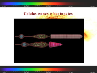 Celulas cones e bastonetes 